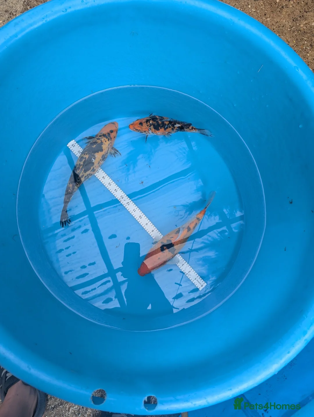 Koi Carp fish for sale: Koi and orfe for new homes  in Grimsby - Advert 1