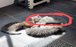 Bengal cats for sale: Bengal Tabby kittens - Image 13