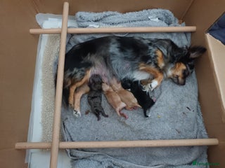 Chihuahua dogs - Advert 3