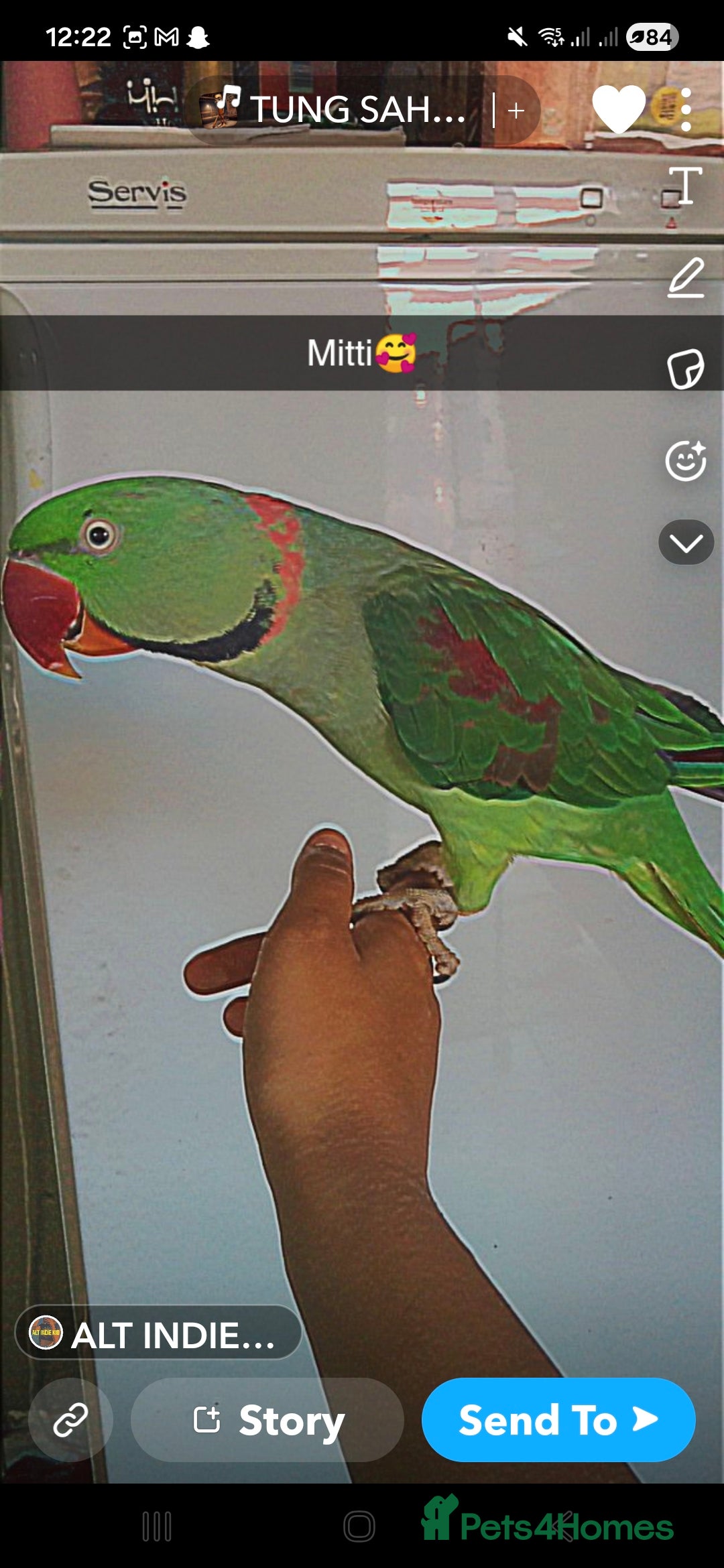 Parrots birds for sale: Male alexander parrot for sale - Advert 7