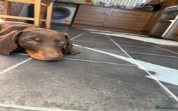 Dachshund dogs for sale: Chocolate tan male dachshund puppy - Image 4