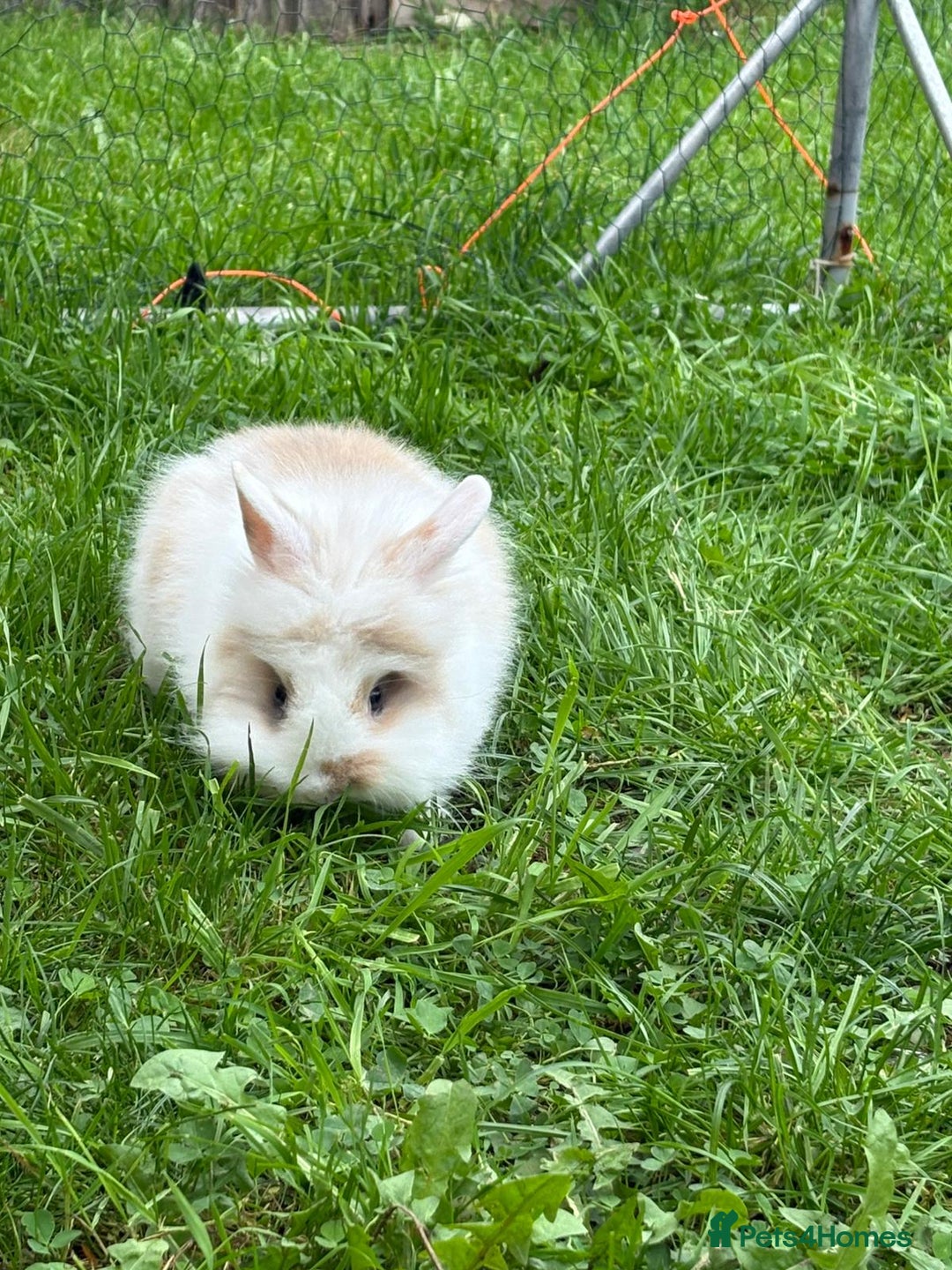 Lionhead rabbits for sale: Lion head doe - Advert 7