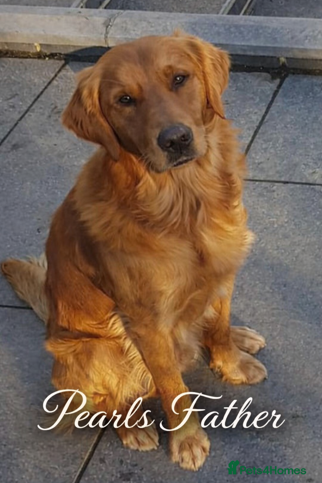 Golden Retriever dogs for sale: KC Golden Retriever Puppies - The Stranger Gang  - Advert 12