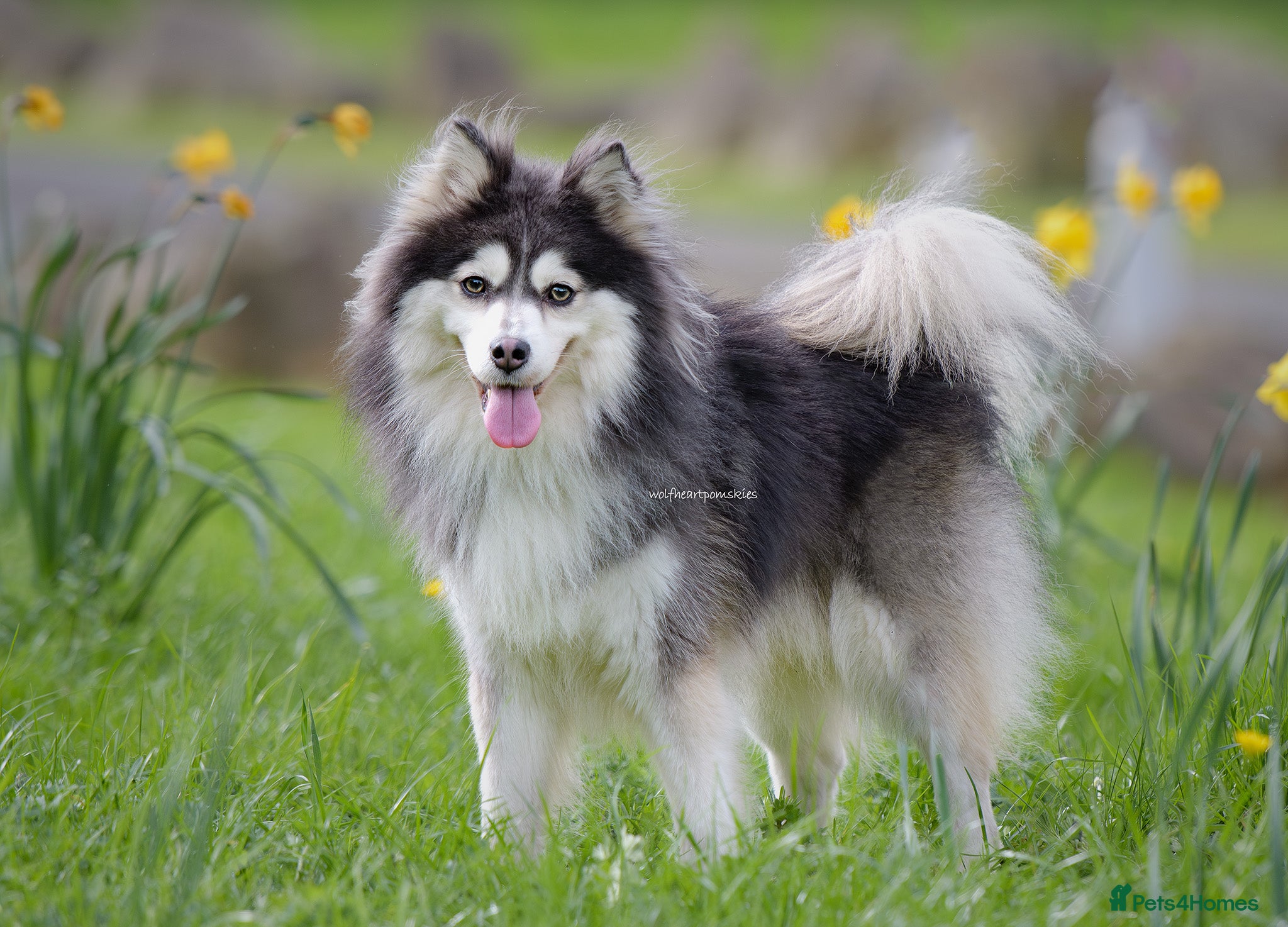 Pomsky dogs Fully Health tested F2 Blue/White Pomsky Stud - Advert 8