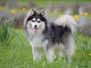 Pomsky dogs Fully Health tested F2 Blue/White Pomsky Stud - Advert 8