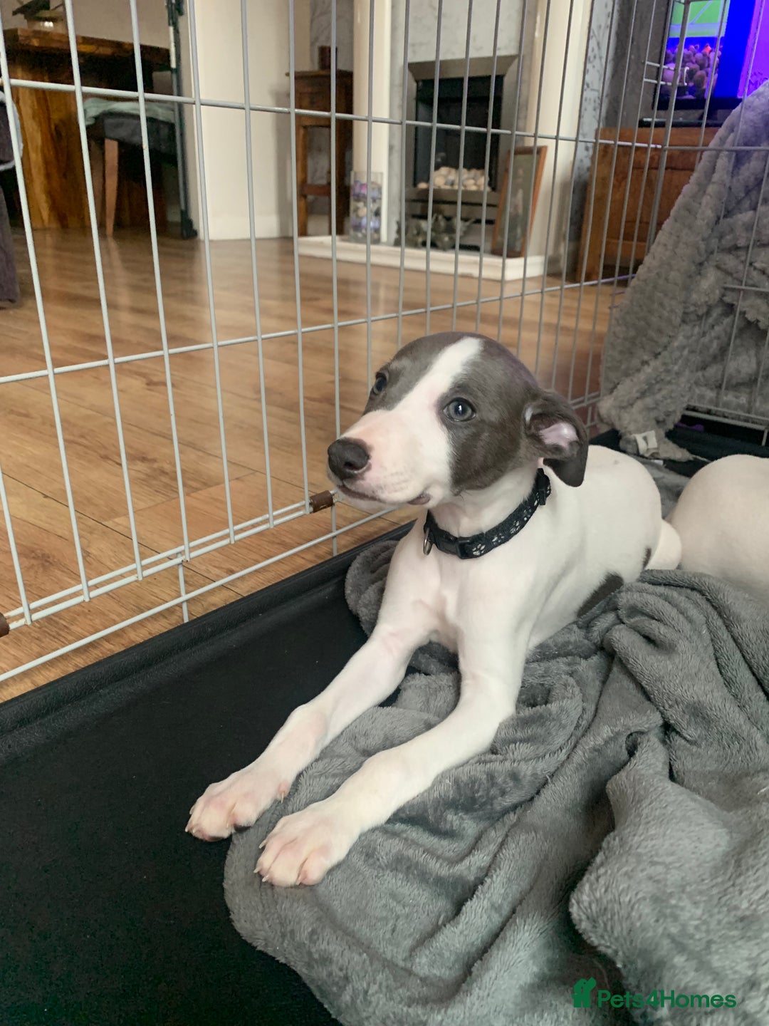 Club Registration Kennel Club Uk Puppies Registration The Kennel