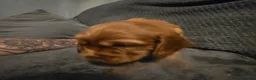 Cocker Spaniel dogs for sale: Cocker Spaniel Puppies - Advert 27