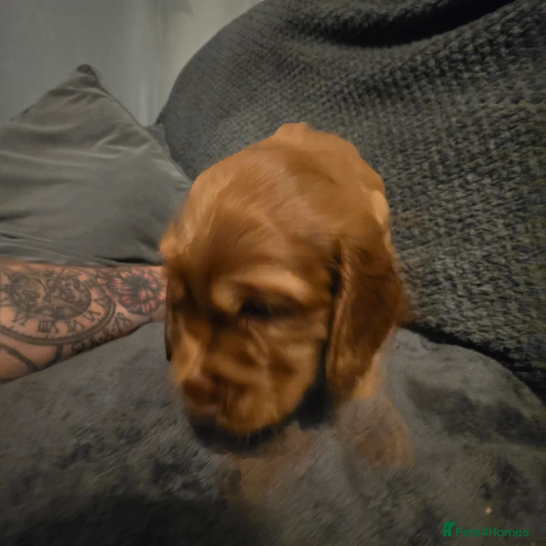 Cocker Spaniel dogs for sale: Cocker Spaniel Puppies - Advert 27
