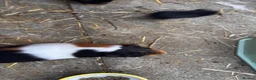 Guinea Pig rodents for sale: Mother & daughter guinea pigs  - Advert 1