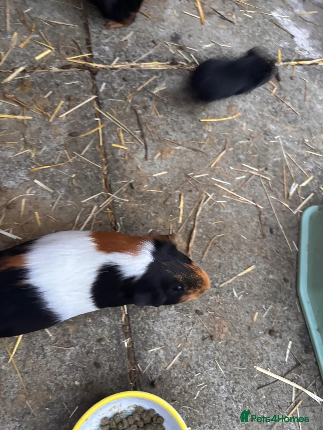 Guinea Pig rodents for sale: Mother & daughter guinea pigs  - Advert 1