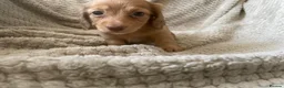 Miniature Dachshund dogs for sale: Qualiyy Miniature Long Haired Dachshunds in Bridgend - Advert 13