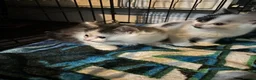 Mixed Breed cats for sale: 4 beautiful fluffy kittens  - Advert 10