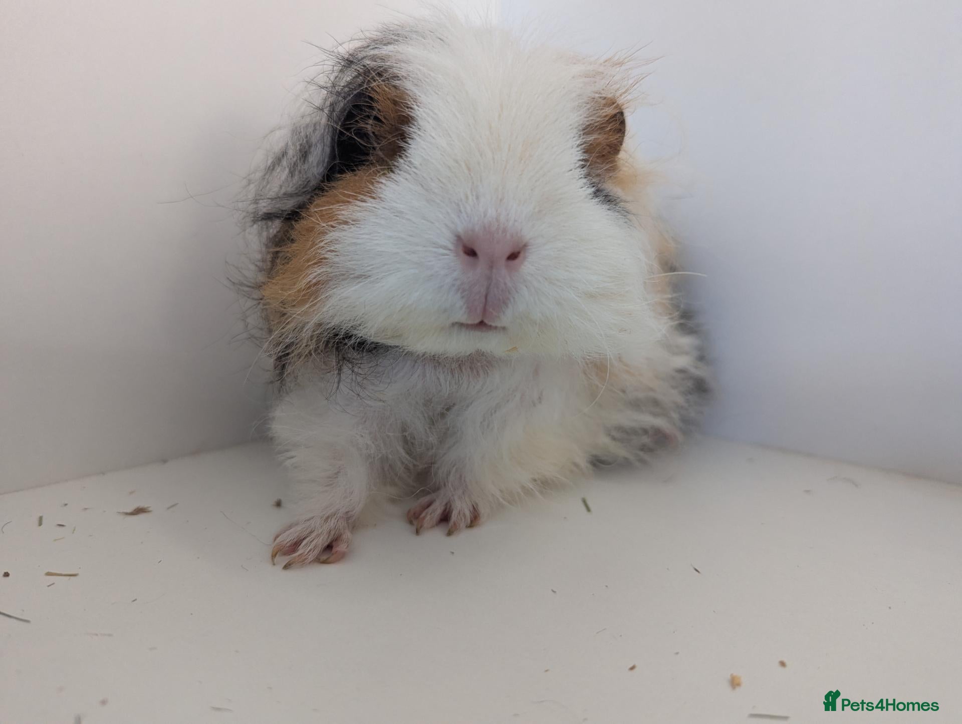 Guinea Pig rodents Guinea pig sows  - Advert 20
