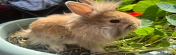 Mixed Breed rabbits for sale:  **  bunnies (born on  ** ) Netherland Dwarfs in Reading - Advert 4