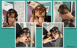 Cocker Spaniel dogs for sale: KC & HEALTH TESTED CHOC SABLE PUPS - Image 1