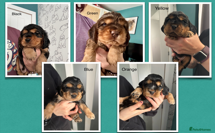 Cocker Spaniel dogs - Advert 12