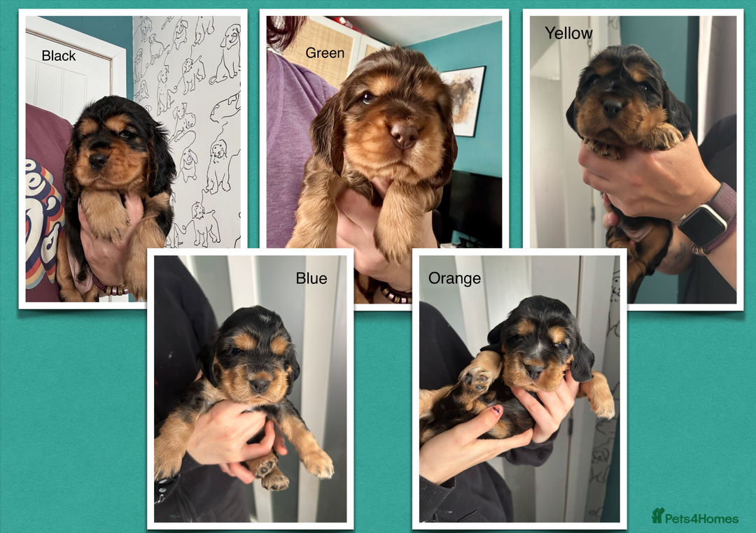 Cocker Spaniel dogs for sale: KC & HEALTH TESTED CHOC SABLE PUPS - Image 1
