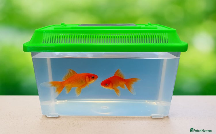 Goldfish fish - Advert 2