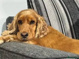 Cockapoo dogs 8 beautiful f1 cockerpoos - Advert 18