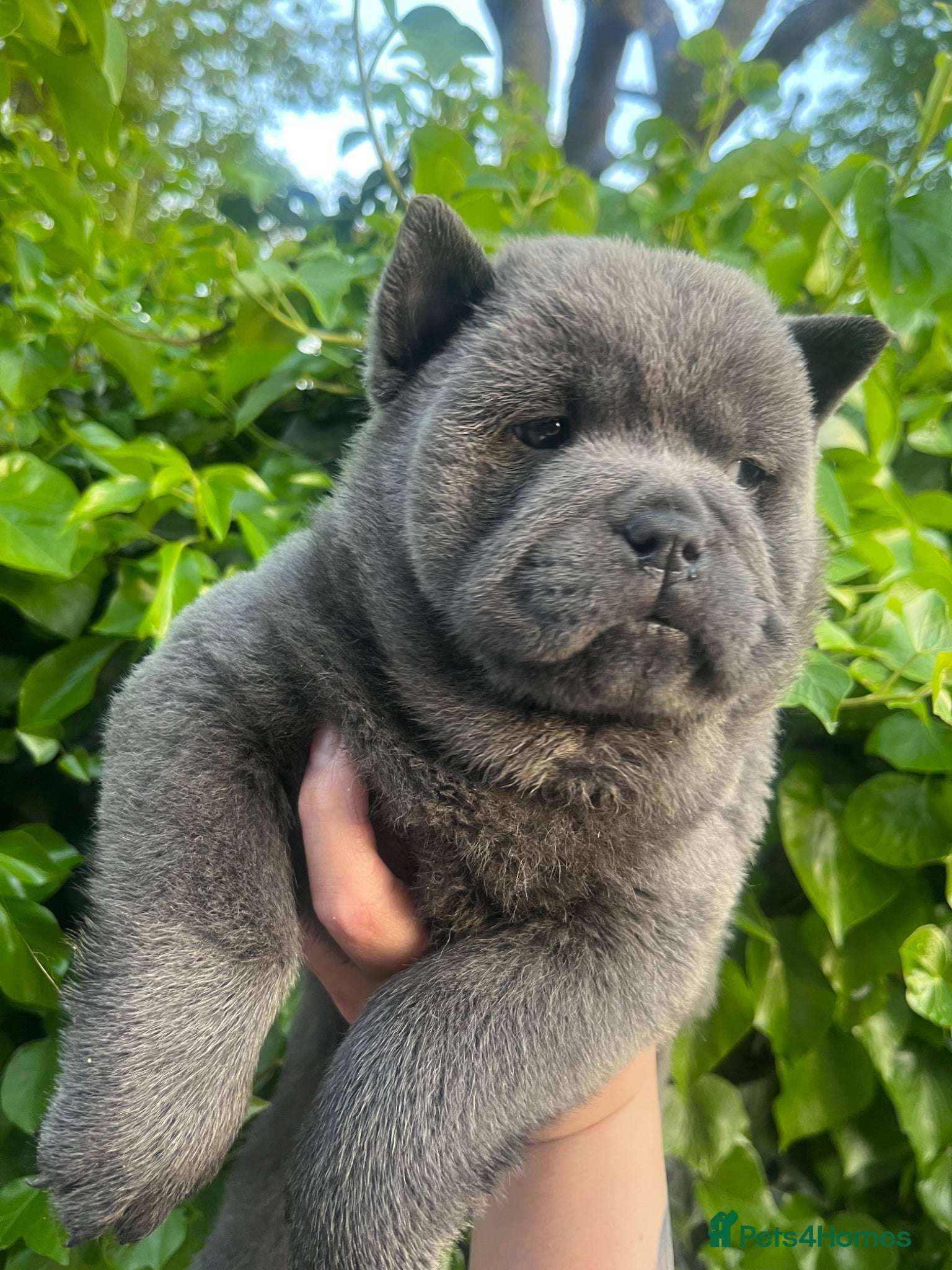 Chow Chow dogs Last 2 stunning Kc blue smooth chow chows - Advert 4