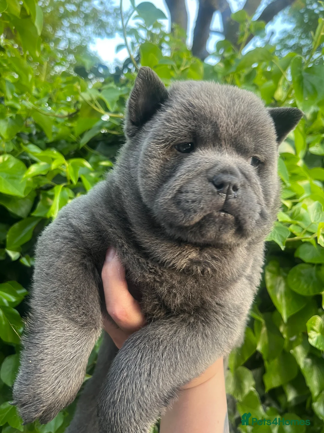 Chow Chow dogs for sale: Last 2 stunning Kc blue smooth chow chows - Advert 1
