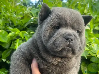 Chow Chow dogs Last 2 stunning Kc blue smooth chow chows - Advert 2