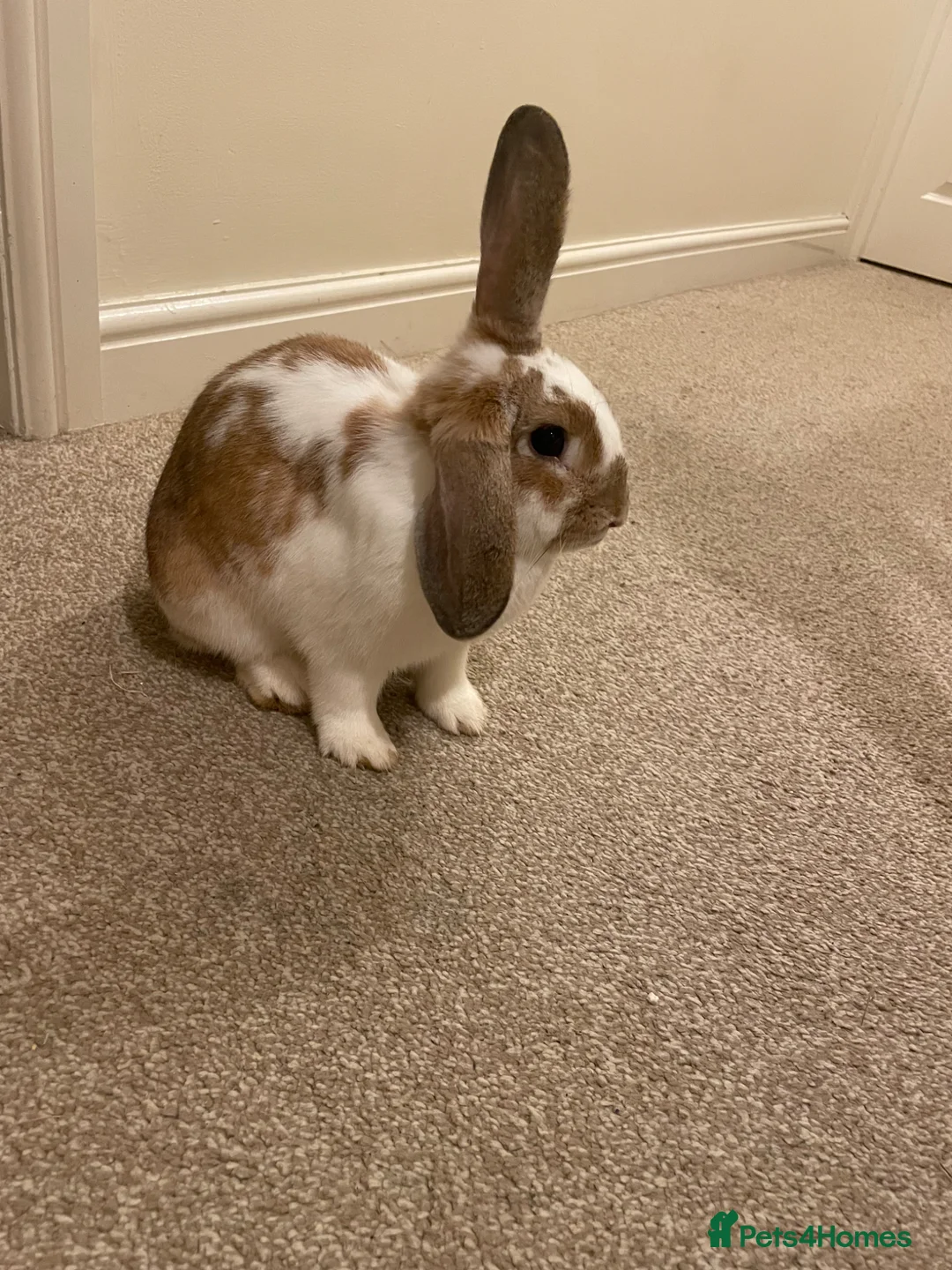 English Lop rabbits for sale: FREE TO GOOD HOME Lop rabbits  - Advert 2