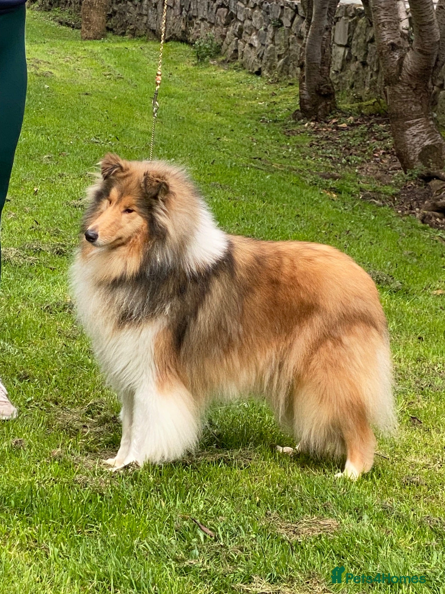 Rough Collie dogs Sable and white bitch puppies - Advert 2