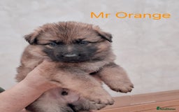 German Shepherd dogs for sale: Stunning blue and sable GSD puppies - Image 10