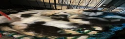 Mixed Breed cats for sale: 4 beautiful fluffy kittens  - Advert 2