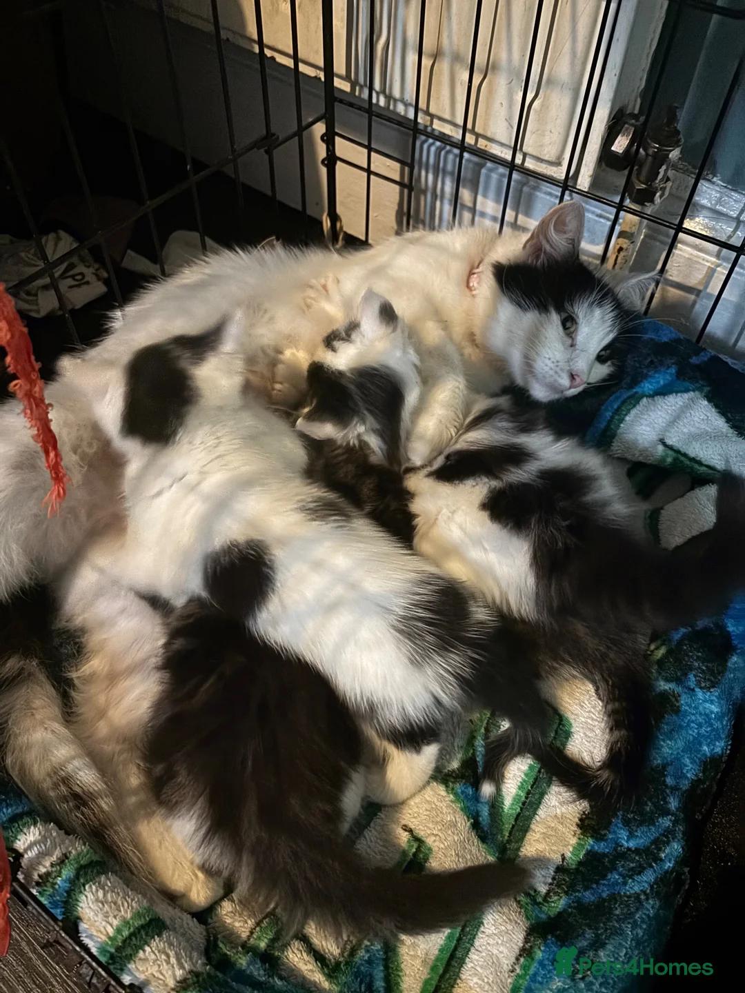 Mixed Breed cats for sale: 4 beautiful fluffy kittens  - Advert 2