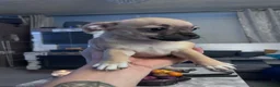 Jug dogs for sale: Jugs puppy  - Advert 6