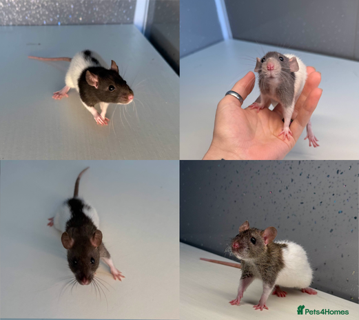 Rat rodents - Advert 10