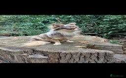 Chihuahua dogs for stud: MARLEY has arrived for stud🏆 k.c merle boy - Image 15