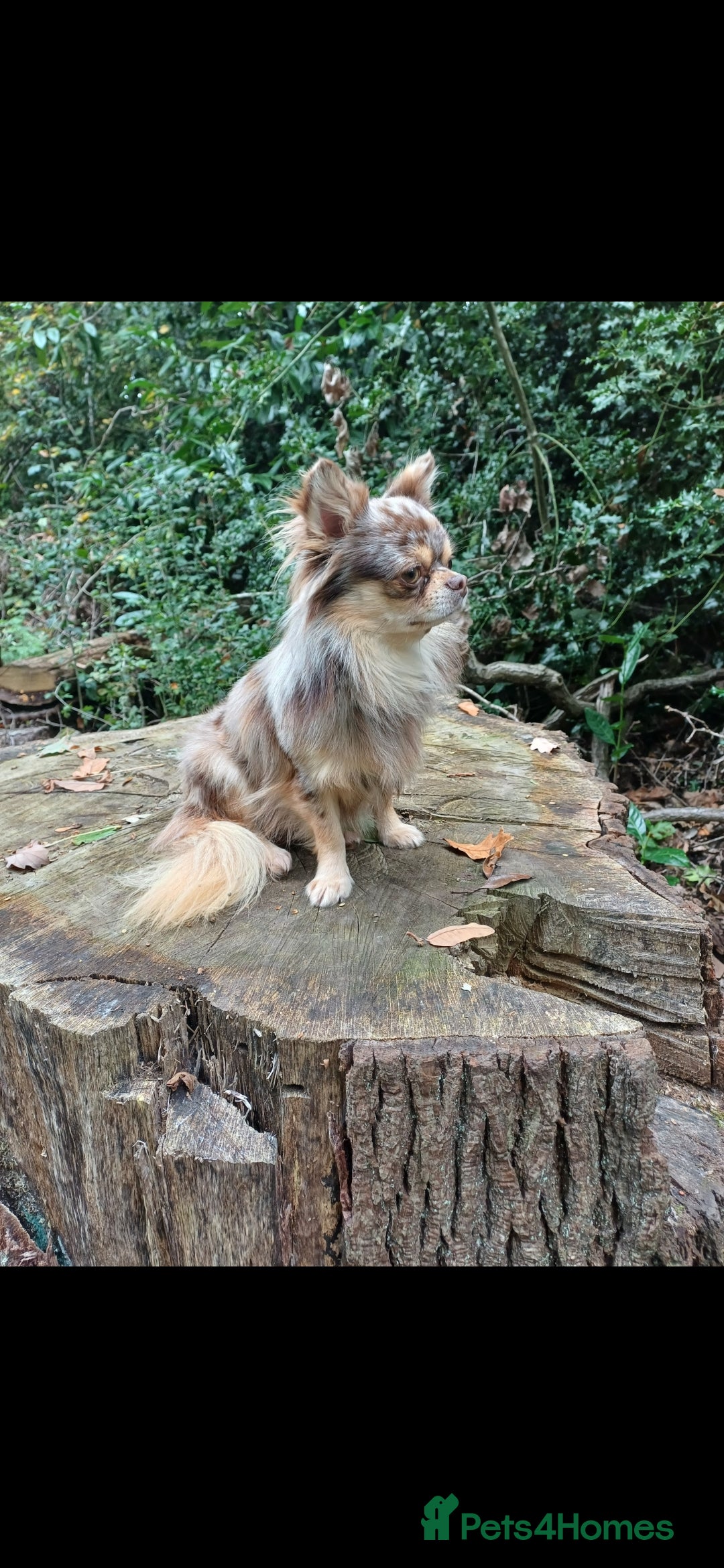 Chihuahua dogs for stud: MARLEY has arrived for stud🏆 k.c merle boy - Image 15