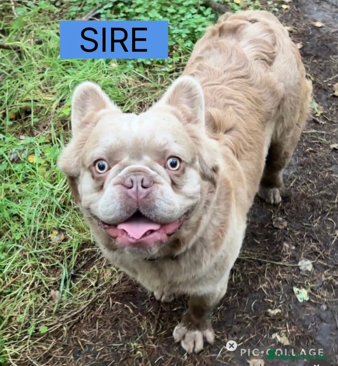 French Bulldog dogs for sale: Fluffy French Bulldog Puppy x 2 - Advert 11