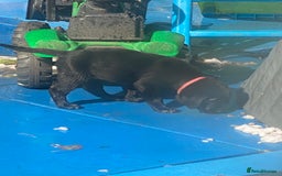 Labrador Retriever dogs for sale: Kc Labrador puppy ALLinjectionsfleawormchipinsured - Image 36