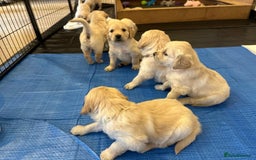 Golden Retriever dogs for sale: Beautiful pedigree Golden Retriever puppies  - Image 9