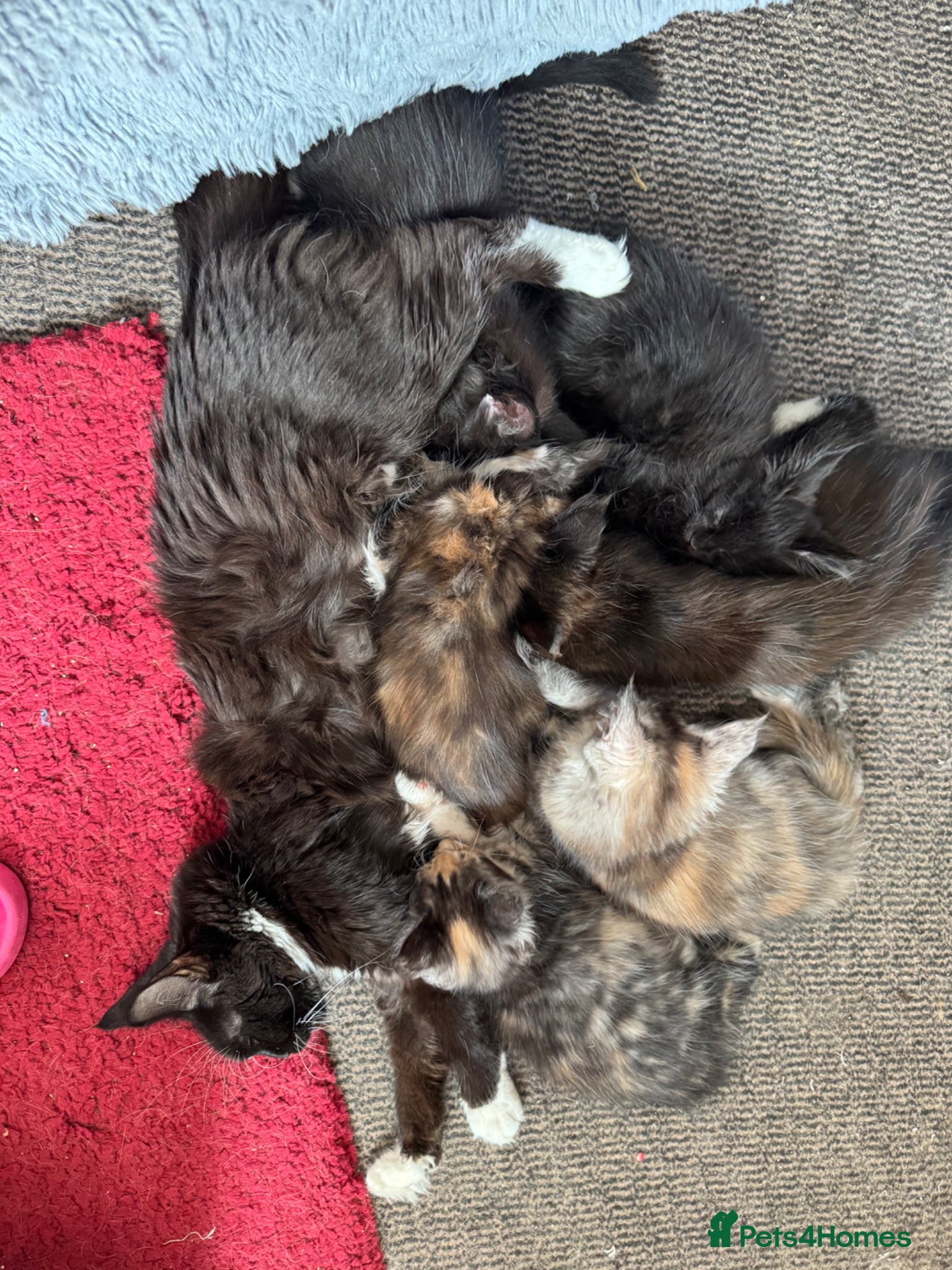 Maine Coon cats PEDIGREE MAINE COON KITTENS 3 boys/3girls - Advert 2