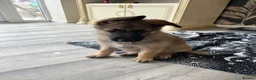 German Shepherd dogs for sale: Ready now !!! German shepherd puppies  - Advert 8