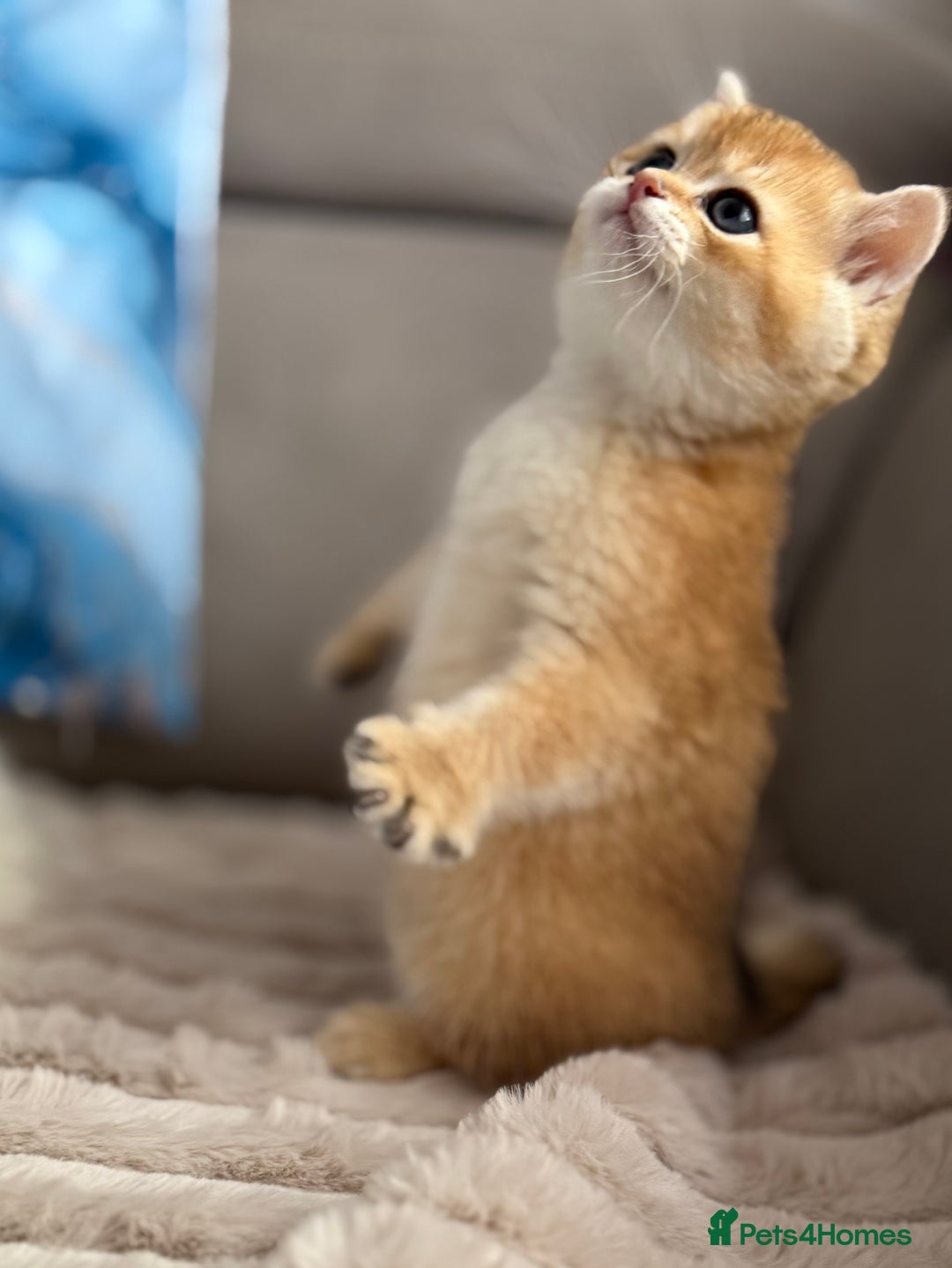 British Shorthair cats for sale: 🌟 Last two beautiful  Golden BSH girls 🌟 - Advert 21