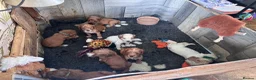 Cocker Spaniel dogs for sale: KC registered English Working Cocker Spaniels - Advert 5
