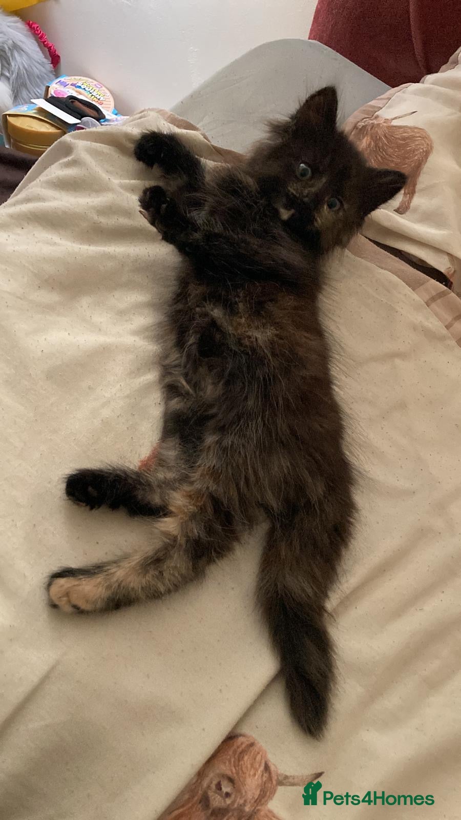 Mixed Breed cats Beautiful long haired female kittens - Advert 2