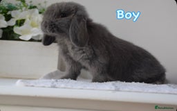 Mini Lop rabbits for sale: Beautiful pure mini lop bunnies  - Image 10