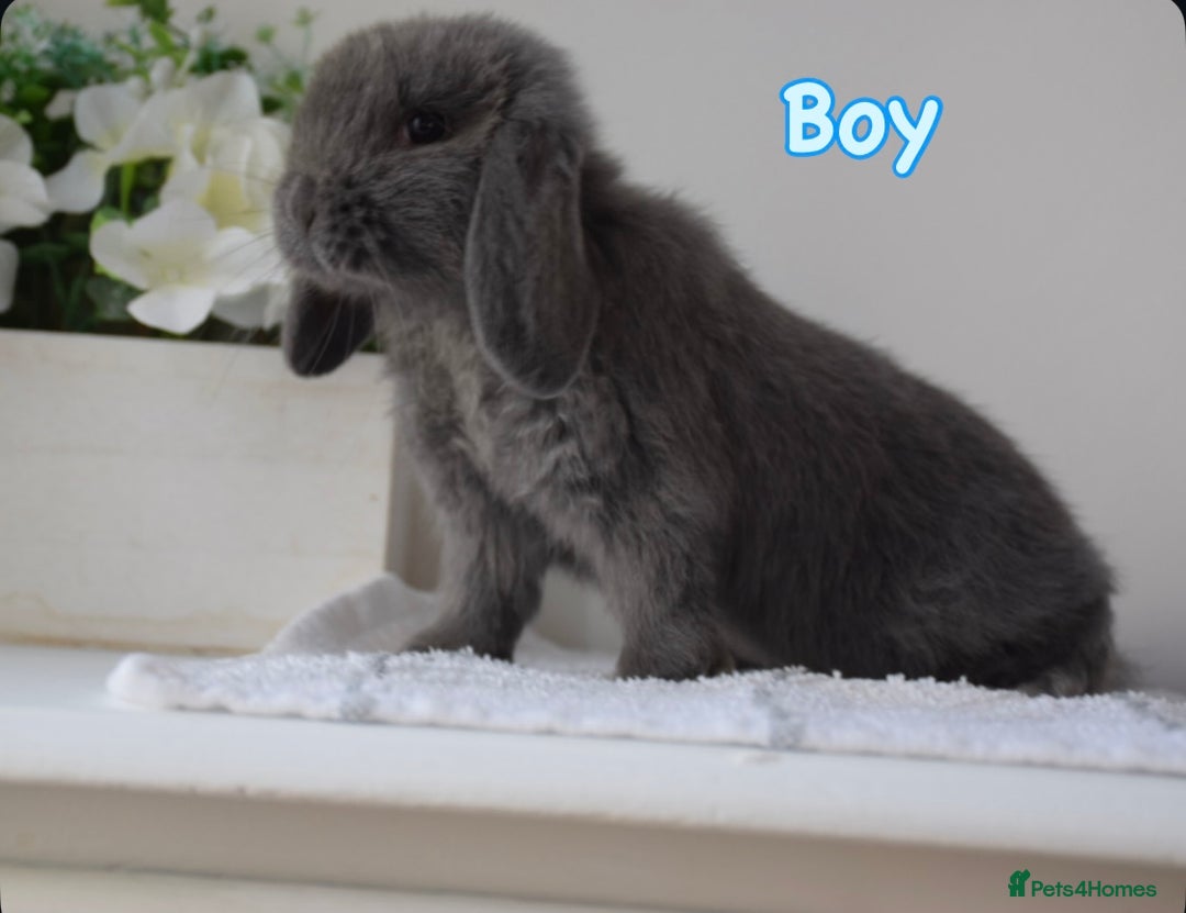 Mini Lop rabbits for sale: Beautiful pure mini lop bunnies  - Image 10
