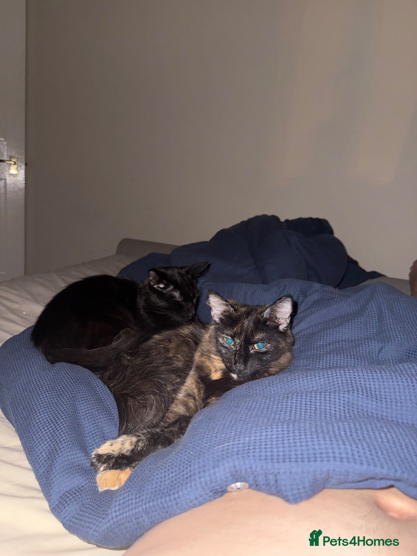 Maine Coon cats for sale: £600 for the pair - Advert 13
