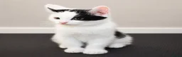 Mixed Breed cats for sale: Beautiful Home-Raised Kittens – Ready at 12 Weeks - Advert 21