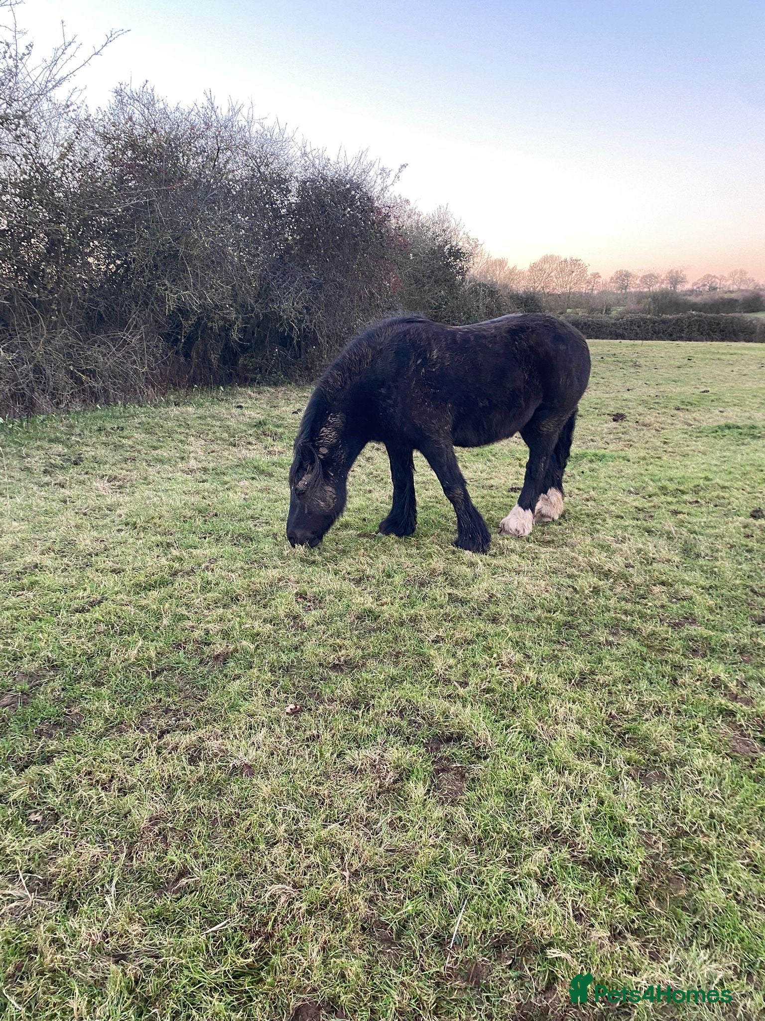 Riding pony horses Project Pony 13.1hh Cob Gelding - Advert 4