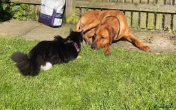 Rhodesian Ridgeback dogs for stud: Stud Rhodesian Ridgeback Stanley.  - Image 19