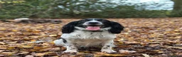Cocker Spaniel dogs for stud: KC registered - Cocker Spaniel Stud - OTIS - Advert 3